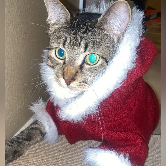 freddy - Picture 3 of 16